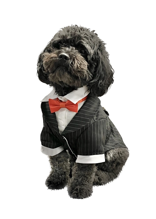 Ghost - Attorney at Paws at Livelihood Law